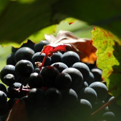Cabernet Mitos Impression